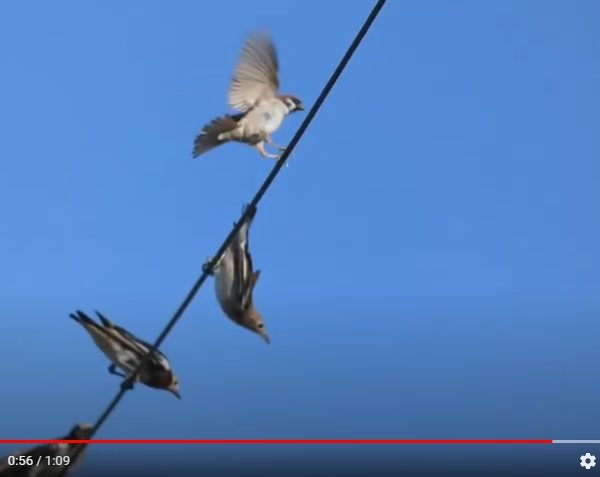 鳥はなぜ電線から落ちないか？