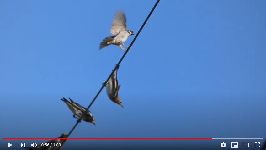 鳥はなぜ電線から落ちないか？